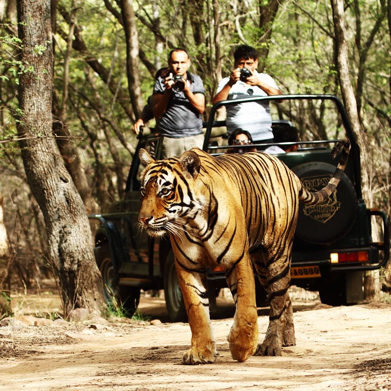Ranthambhore