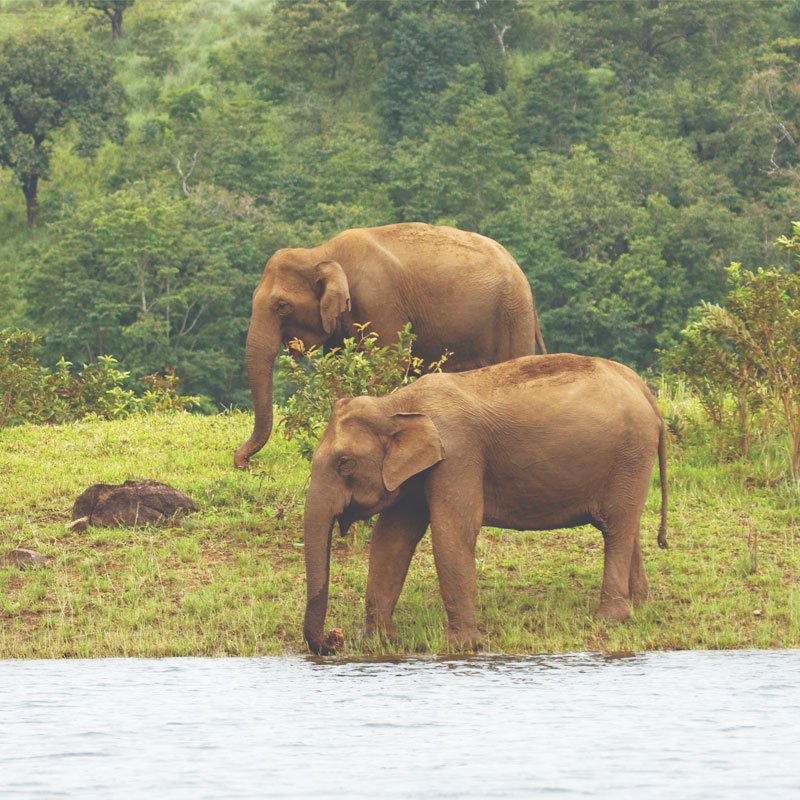 Periyar