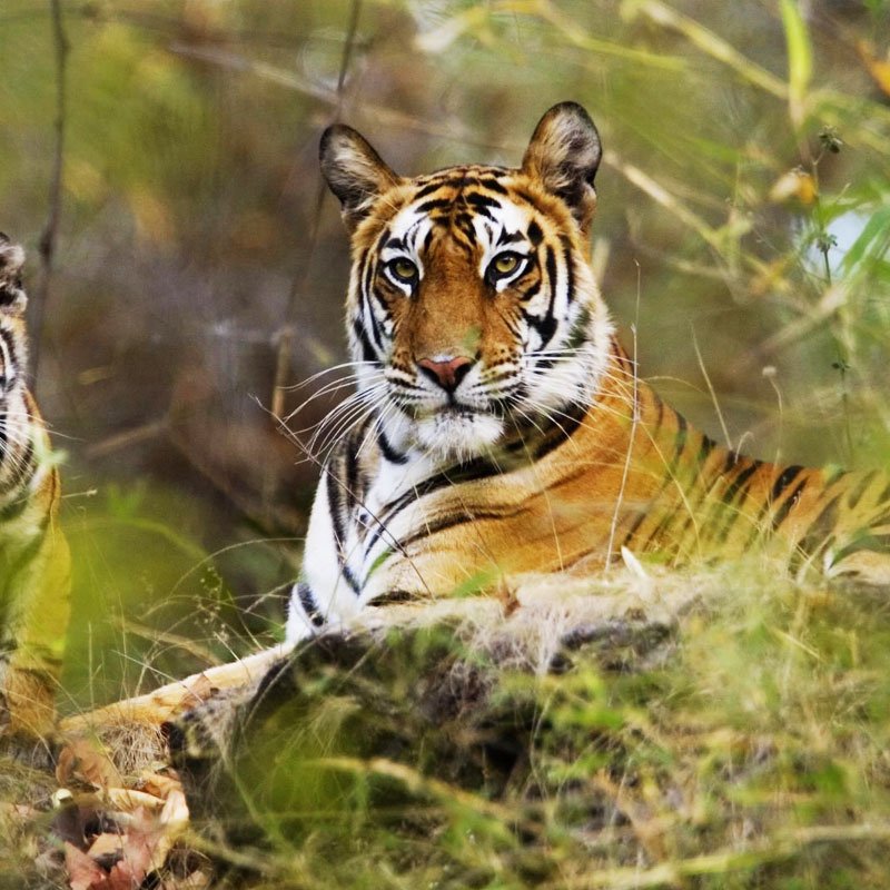 Ranthambhore